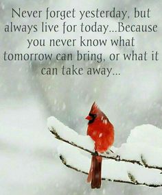 a cardinal sitting on top of a tree branch in the snow with a quote below it