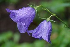 two purple flowers with water droplets on them