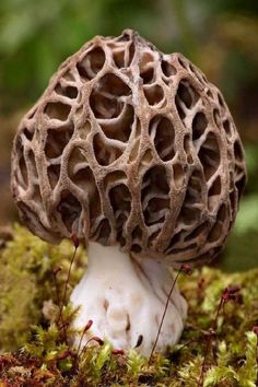 a close up of a mushroom on the ground with moss growing around it and trees in the background