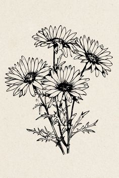 black and white drawing of daisies on paper