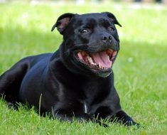 a black dog laying in the grass with its mouth open