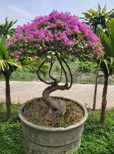 a bonsai tree with purple flowers in a pot