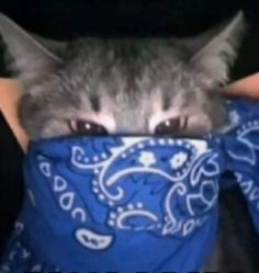 a cat hiding its head in a bandana with the caption that reads, you can't hide it from me