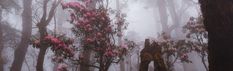 pink flowers are blooming on trees in the foggy forest with no one around