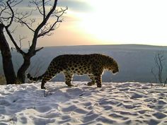 a leopard walking across snow covered ground next to a tree with no leaves on it