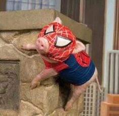 a small pig wearing a spiderman costume on top of a stone wall next to a building