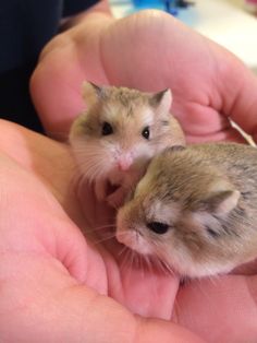 two small hamsters sitting in the palm of someone's hand