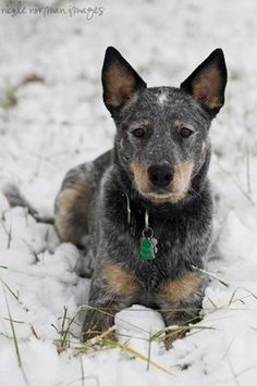 a dog is laying in the snow with its head turned to look at the camera