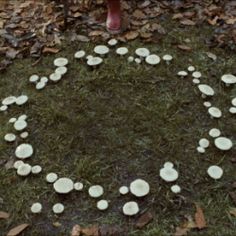 mushrooms are arranged in the shape of a circle on the ground with leaves around them