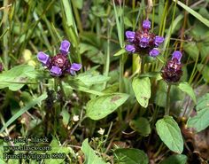 some purple flowers are growing in the grass