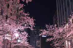 cherry blossom trees line the street in front of tall buildings at night with lights on