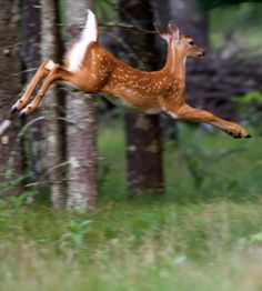 a deer jumping in the air near some trees