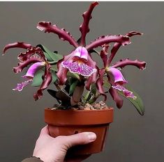 a person holding a potted plant with purple flowers