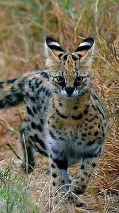 a small spotted cat walking through the grass