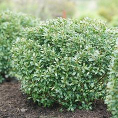 small green bushes are growing in the dirt