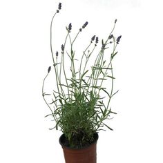 a potted plant with purple flowers in it