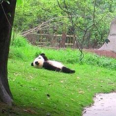 a panda bear laying on top of a lush green field next to a tree with the caption, this is me two days after leg day