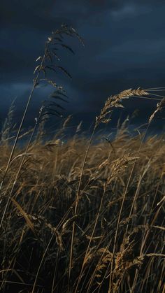 tall grass with dark clouds in the background