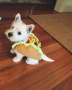 a small white dog wearing a taco costume on top of a hard wood floor