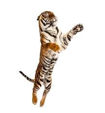 a tiger jumping up in the air to catch a ball with its paws royalty images