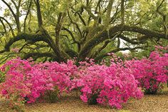 pink flowers are blooming on the ground in front of an old tree with branches