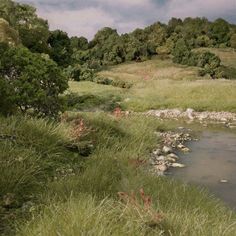 a small stream running through a lush green field