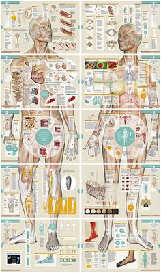 the human body is shown with different sections