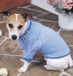 a small dog wearing a blue sweater on the floor