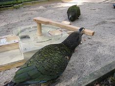 a large bird standing on top of a cement ground next to a wooden bench and table