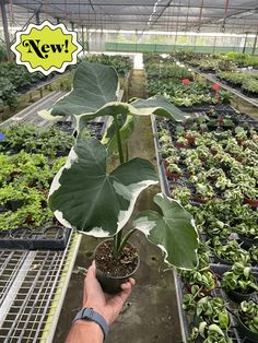 a person holding up a plant in a greenhouse