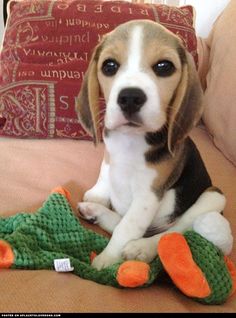 a beagle puppy sitting on top of a bed next to an orange and green toy