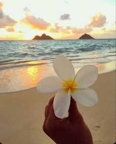 a person holding a flower in front of the ocean at sunset with mountains in the background