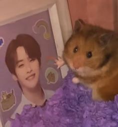 a hamster sitting on top of a purple blanket next to a photo of a man