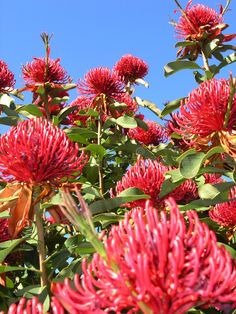 red flowers with green leaves and blue sky in the background stock photo - image 3497