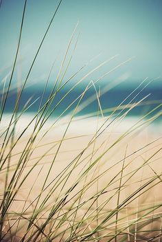 the grass is blowing in the wind at the beach