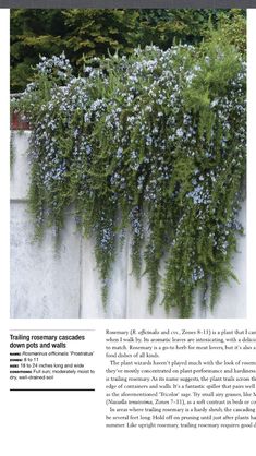 an article in the magazine shows blue flowers growing on a concrete wall with green foliage