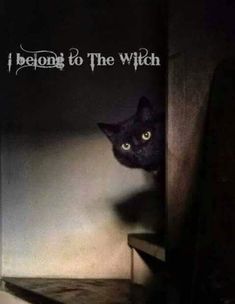 a black cat peeking out from behind a wall with the words i belong to the witch on it