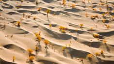 an aerial view of desert sand dunes with yellow trees in the foreground and blue sky above