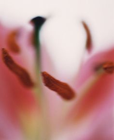 the inside of a pink and white flower