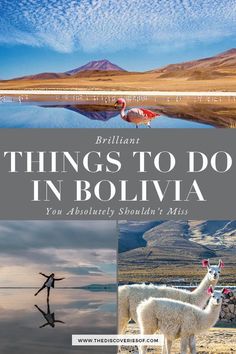 the cover of an article about things to do in bolivia, including llamas and flamingos