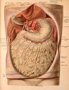 an illustration of the heart and its major vessels, including the ventrical system