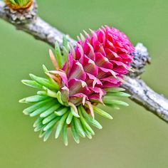 two pink and green flowers are on a tree branch with one flower bud still attached