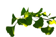 a branch with green leaves against a white background