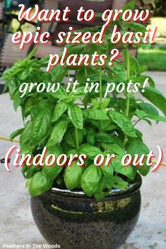 Growing basil in pots Pruning Basil Plants Video, How To Prune Basil Plant, Seed Hacks, Basil In Pots, Basil Pot, Basil Plant Indoors, Pruning Basil, Preserve Fresh Herbs