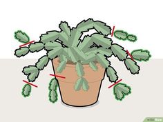 a potted plant with green leaves and red arrows pointing to the right, labeled how to prune a christmas cactus