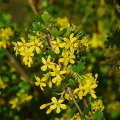 the yellow flowers are blooming on the tree