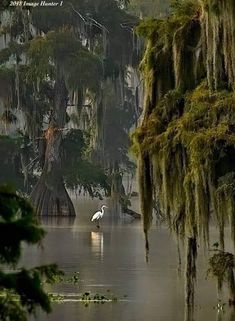 a white bird sitting on top of a lake surrounded by trees