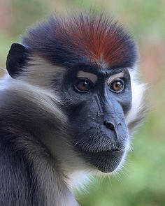 a black and white monkey with red hair