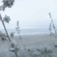 the flowers are blooming on the beach by the water's edge, and there is no image here to provide a caption for