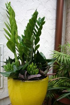 a potted plant sitting on top of a wooden table